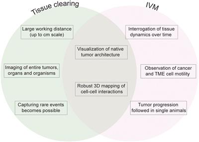 Volume imaging to interrogate cancer cell-tumor microenvironment interactions in space and time